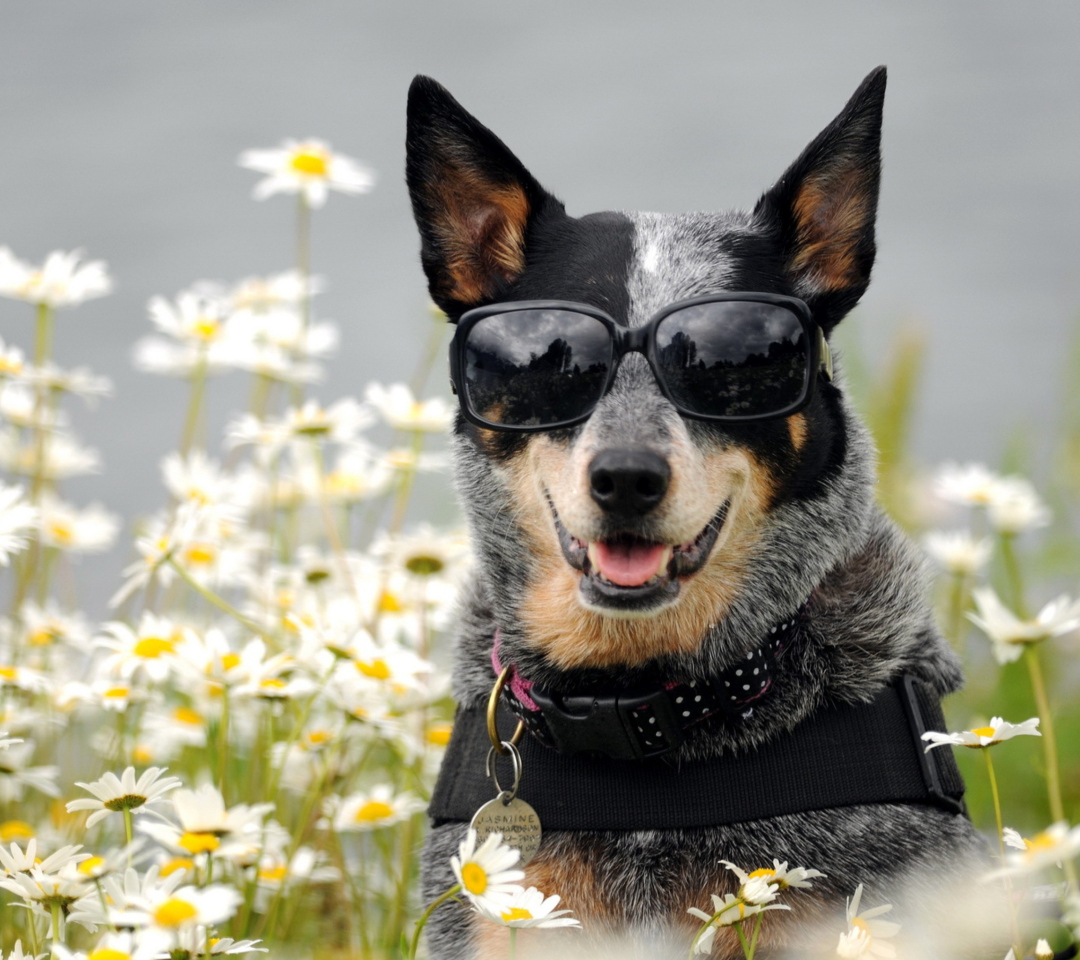 Обои Dog, Sunglasses And Daisies 1080x960