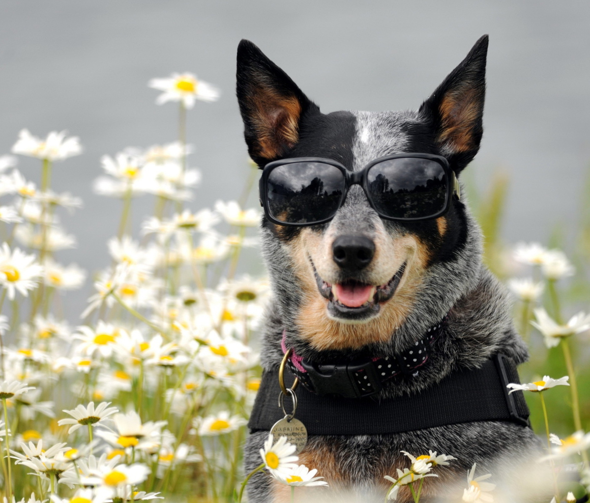 Das Dog, Sunglasses And Daisies Wallpaper 1200x1024