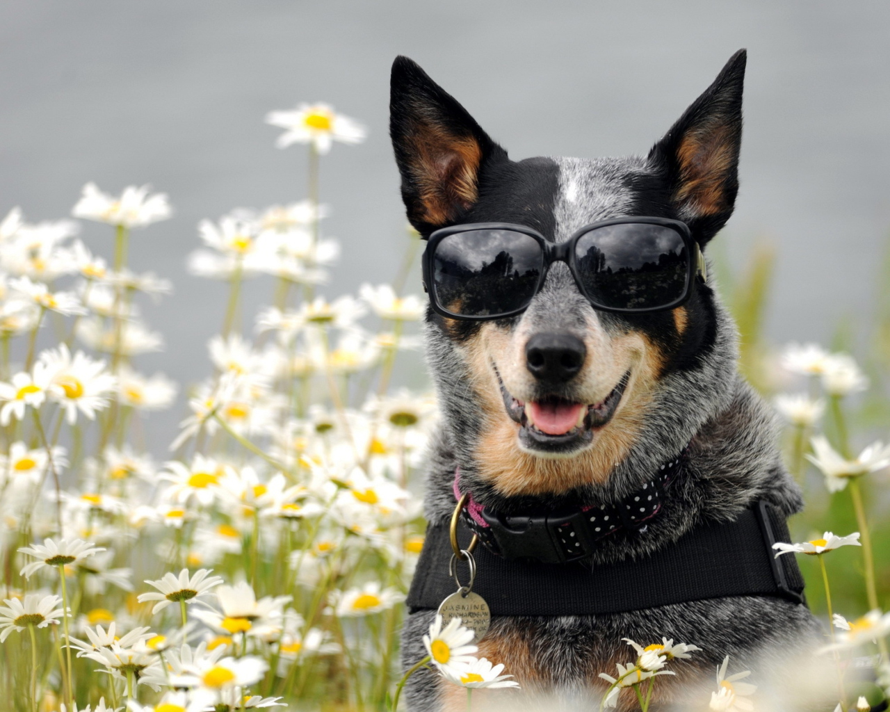 Dog, Sunglasses And Daisies wallpaper 1280x1024