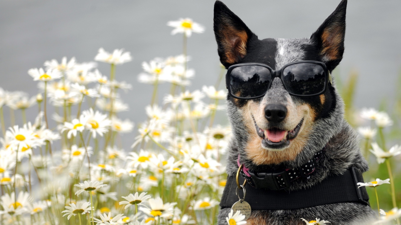Fondo de pantalla Dog, Sunglasses And Daisies 1366x768