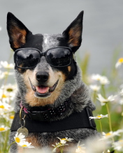 Sfondi Dog, Sunglasses And Daisies 176x220