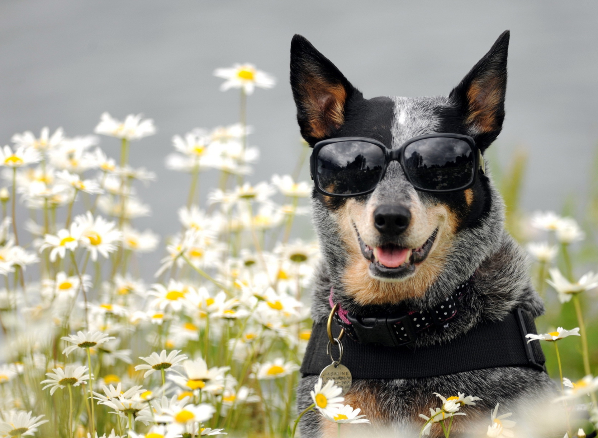 Обои Dog, Sunglasses And Daisies 1920x1408