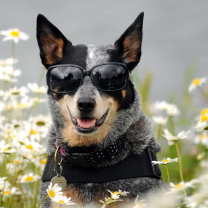 Sfondi Dog, Sunglasses And Daisies 208x208