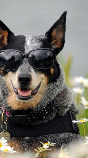 Обои Dog, Sunglasses And Daisies 360x640