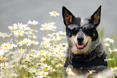 Обои Dog, Sunglasses And Daisies 480x320