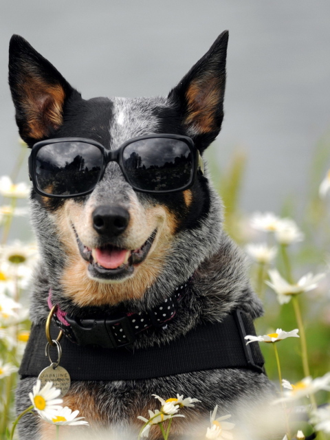 Обои Dog, Sunglasses And Daisies 480x640