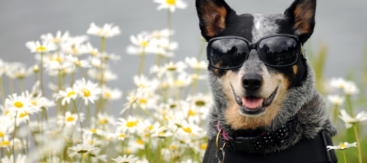 Fondo de pantalla Dog, Sunglasses And Daisies 720x320