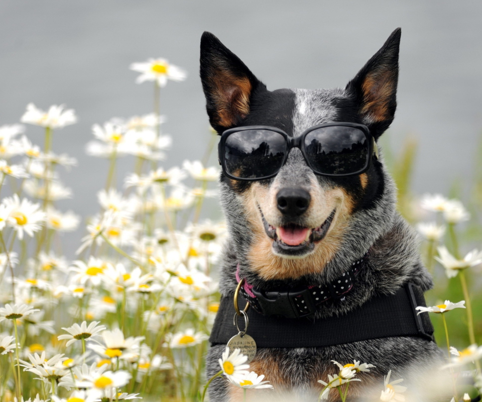 Обои Dog, Sunglasses And Daisies 960x800