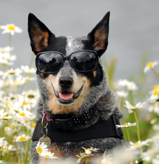 Dog, Sunglasses And Daisies papel de parede para celular para Samsung B159 Hero Plus