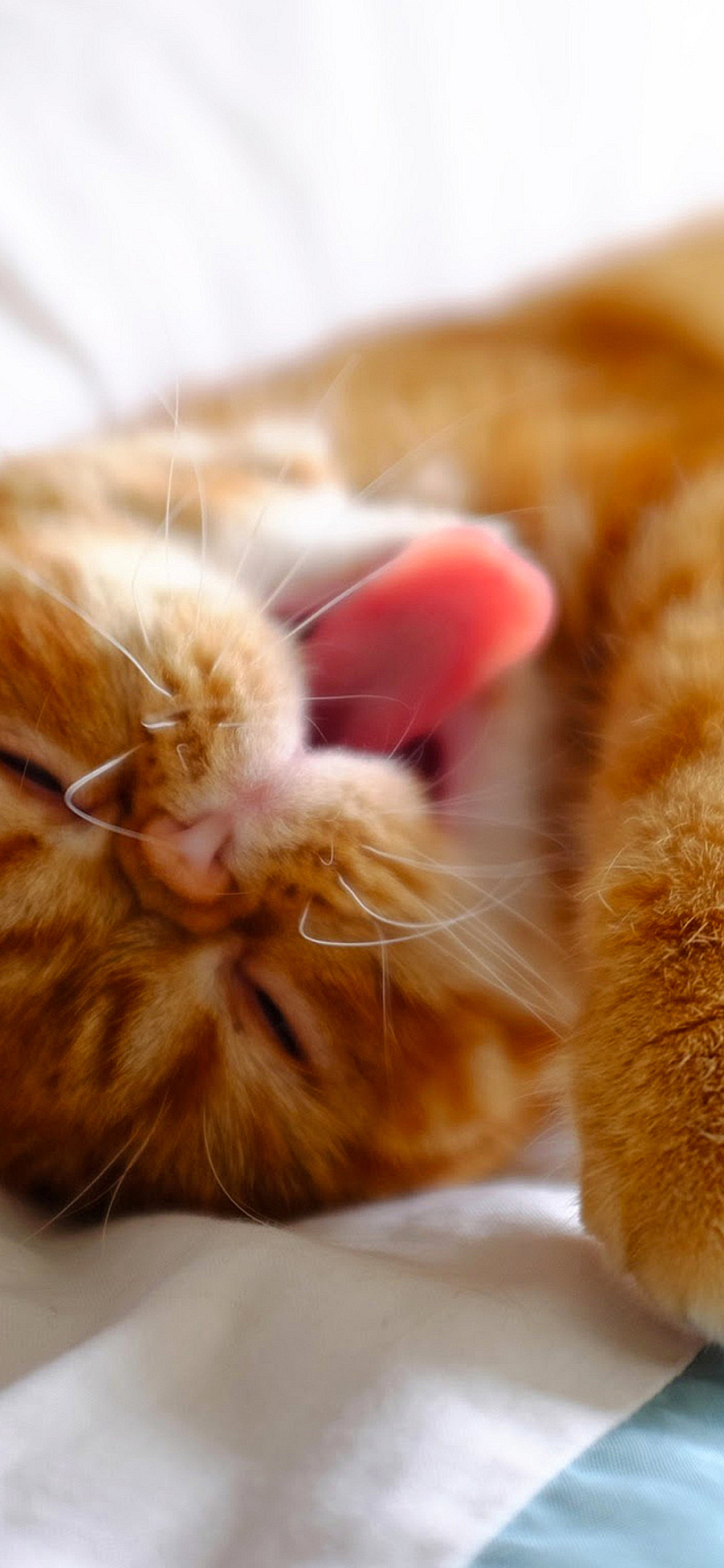 Спящий рыжий кот