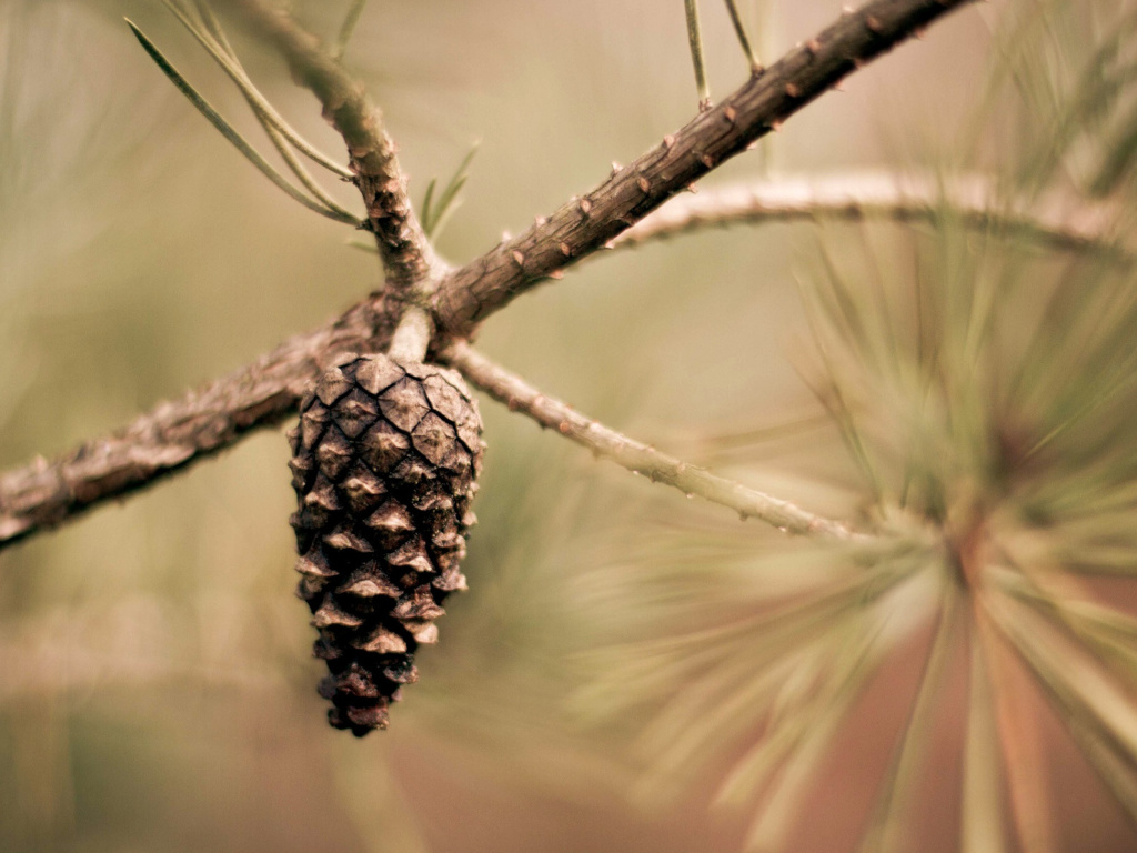 Sfondi Fir Cone 1024x768