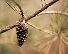 Fir Cone wallpaper 220x176