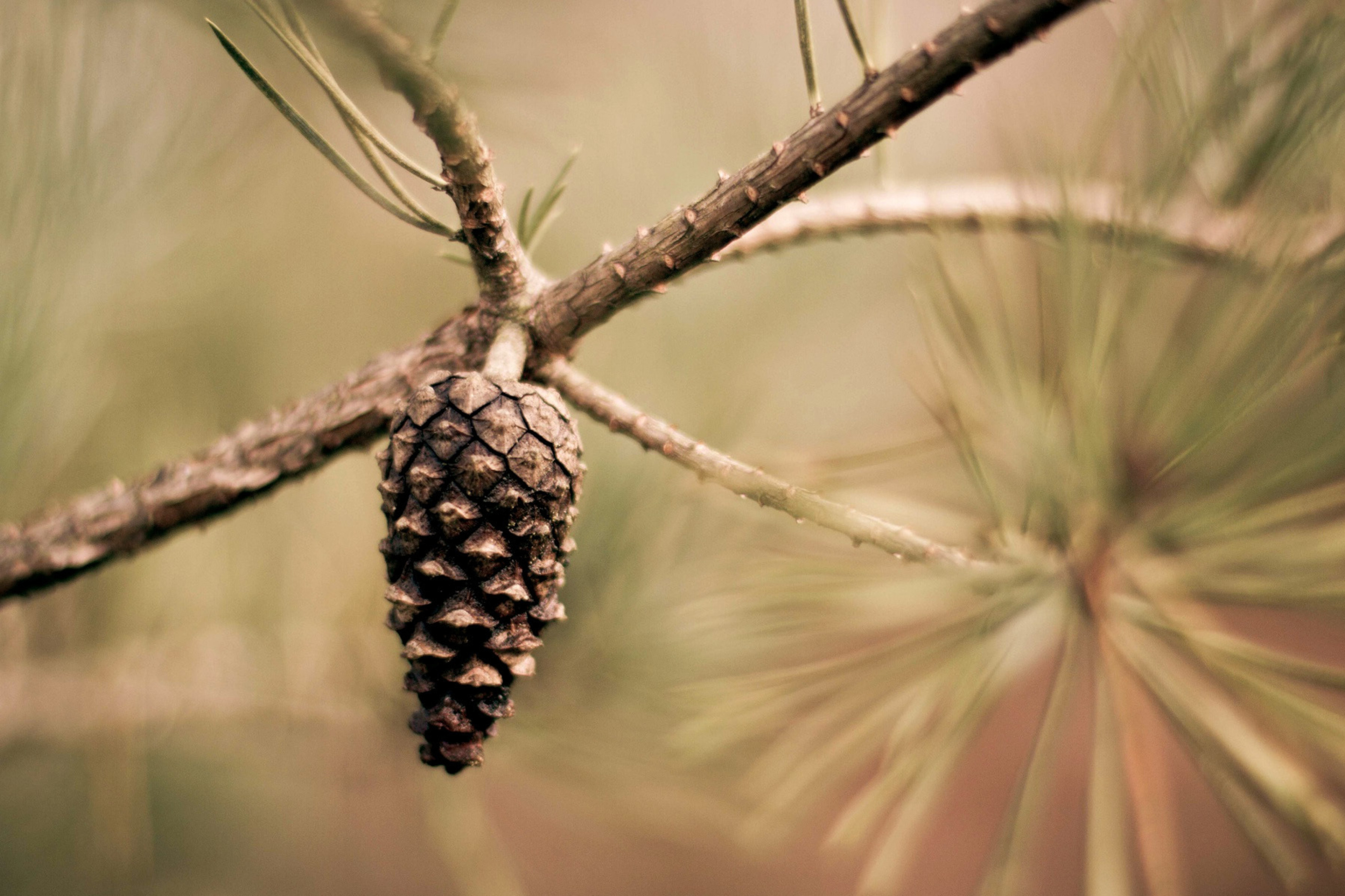 Fondo de pantalla Fir Cone 2880x1920