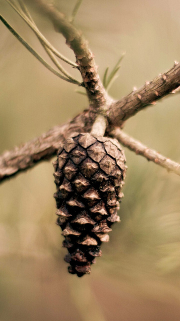 Обои Fir Cone 360x640