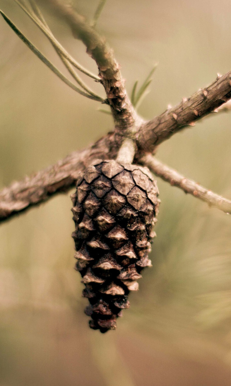 Fir Cone wallpaper 768x1280