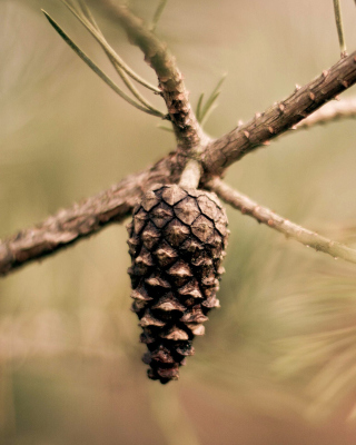 Fir Cone sfondi gratuiti per iPhone 4S