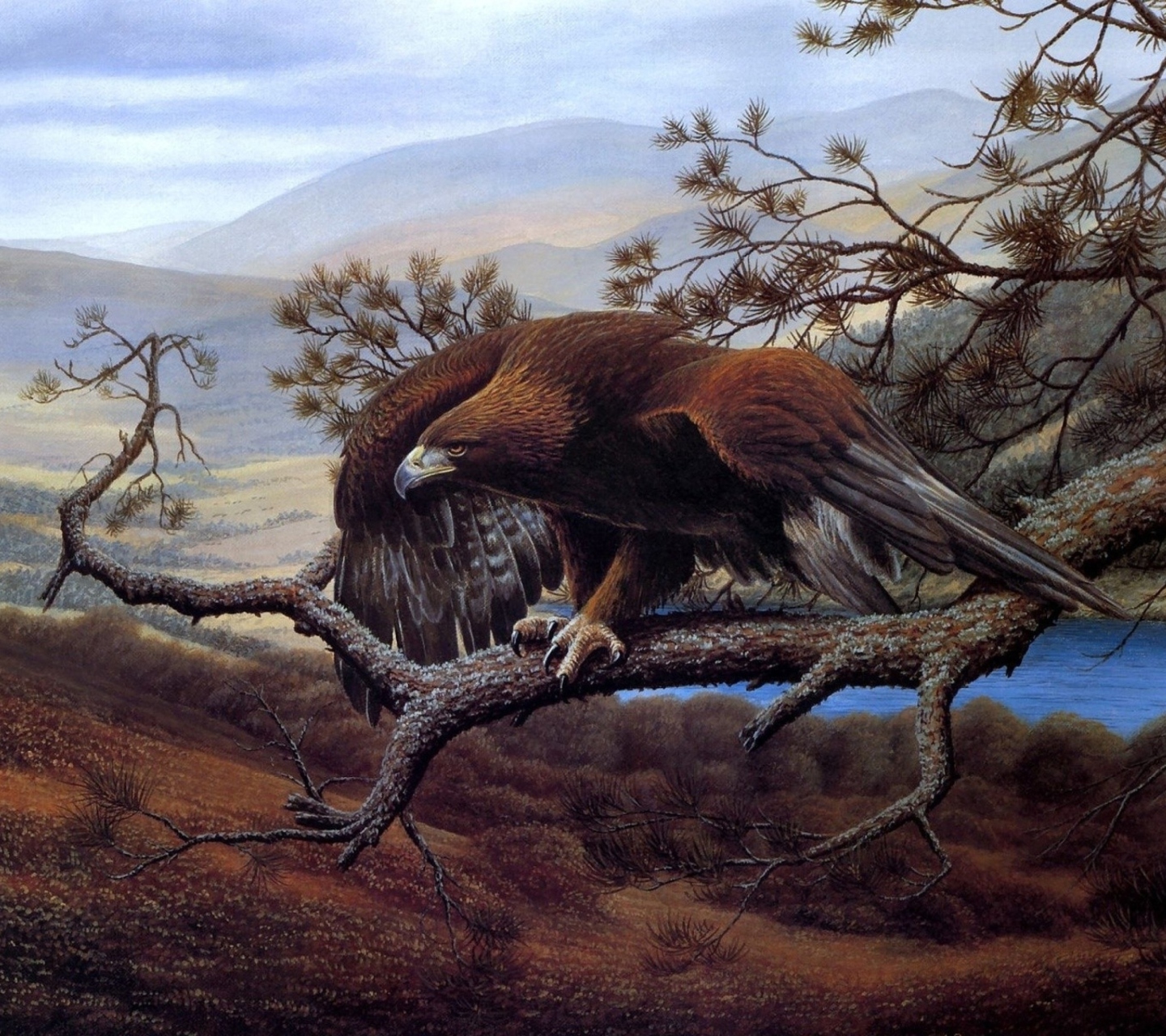 Das Eagle On Branch Wallpaper 1440x1280