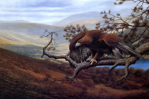 Das Eagle On Branch Wallpaper 480x320
