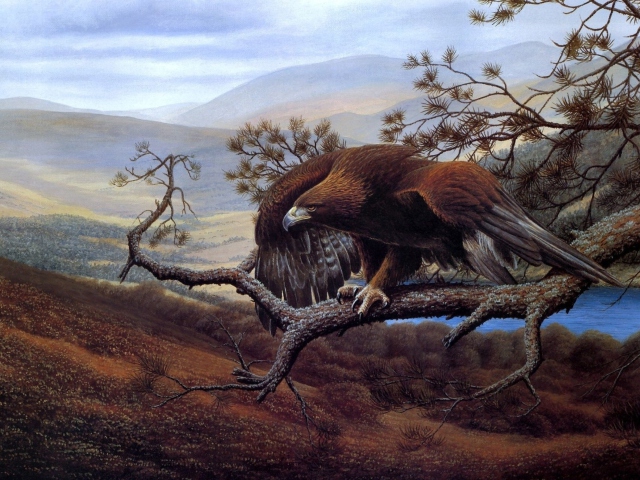 Das Eagle On Branch Wallpaper 640x480