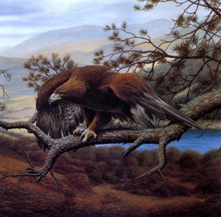 Free Eagle On Branch Picture for iPad 3