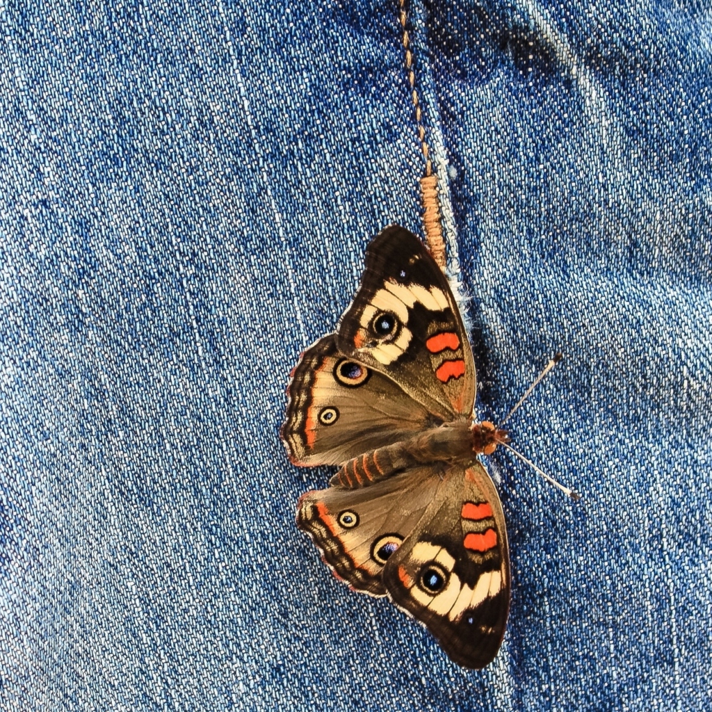 Butterfly Likes Jeans wallpaper 1024x1024