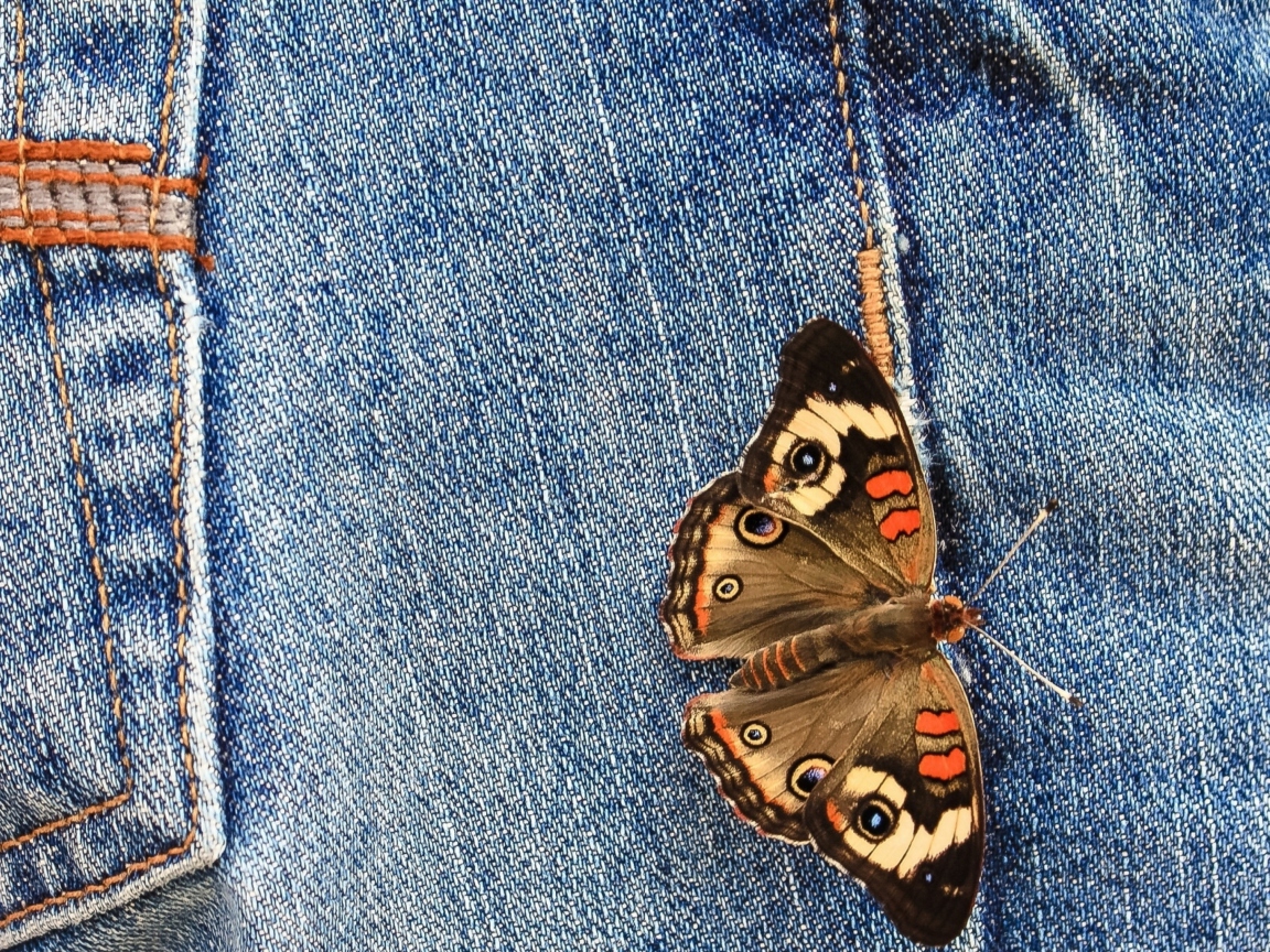 Das Butterfly Likes Jeans Wallpaper 1152x864