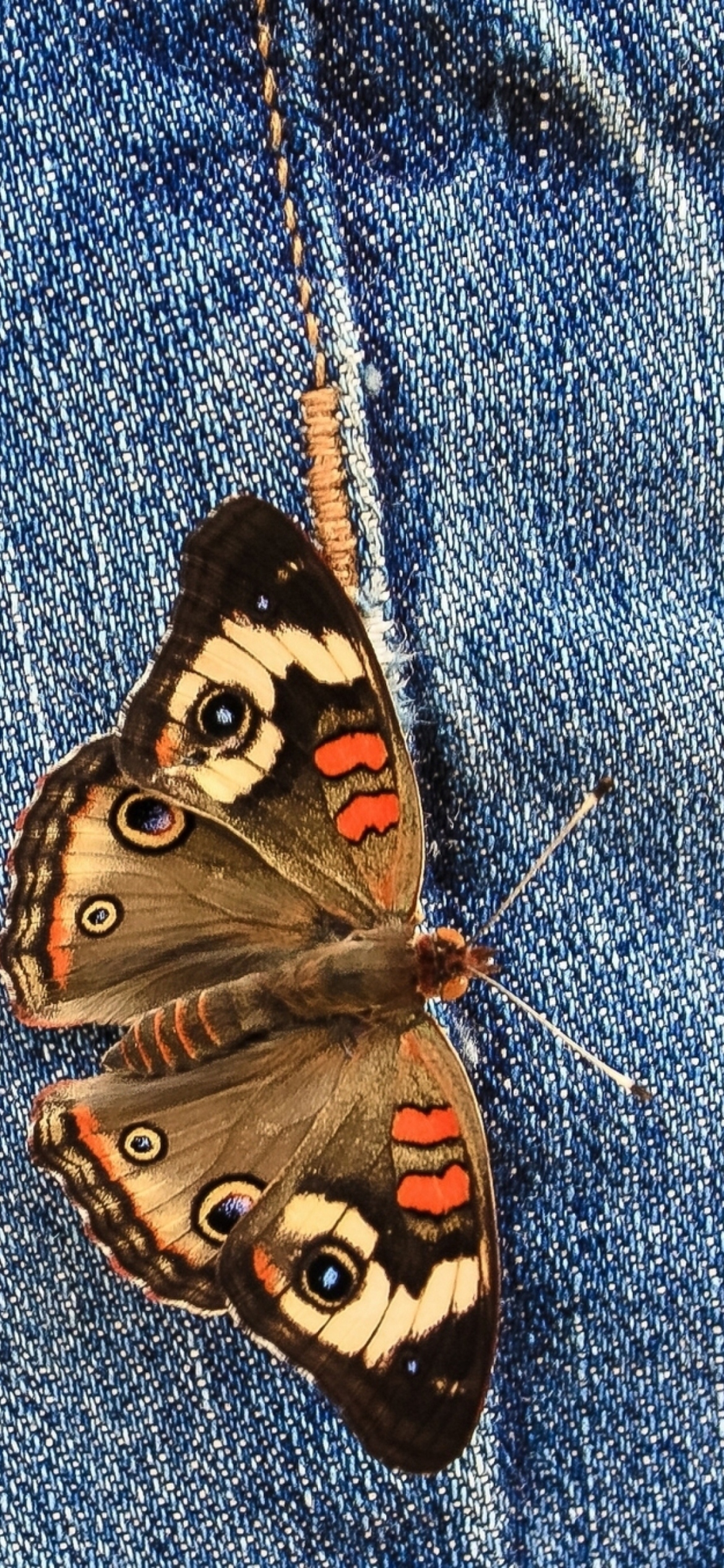 Butterfly Likes Jeans wallpaper 1170x2532