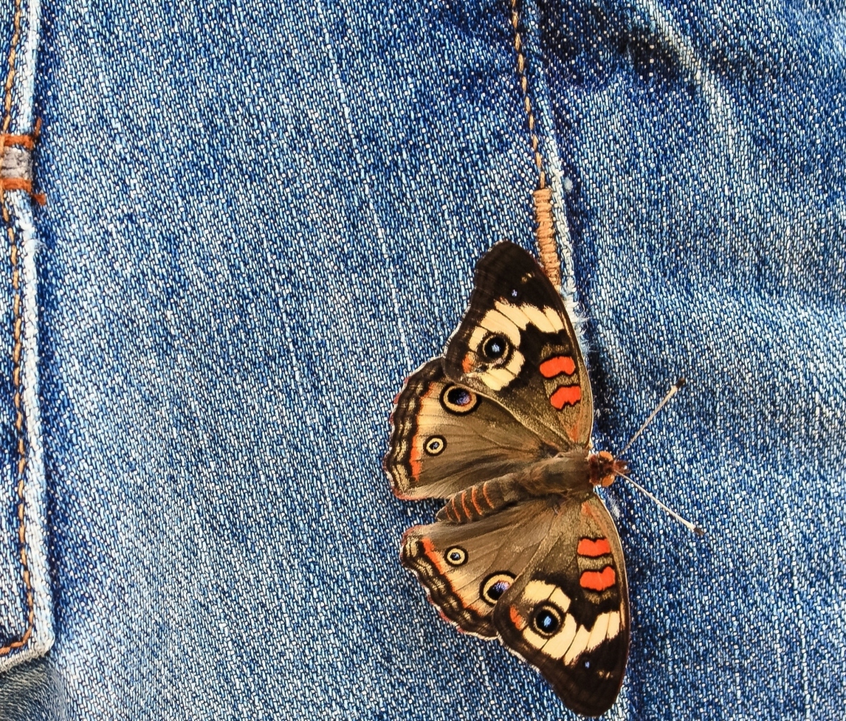Das Butterfly Likes Jeans Wallpaper 1200x1024