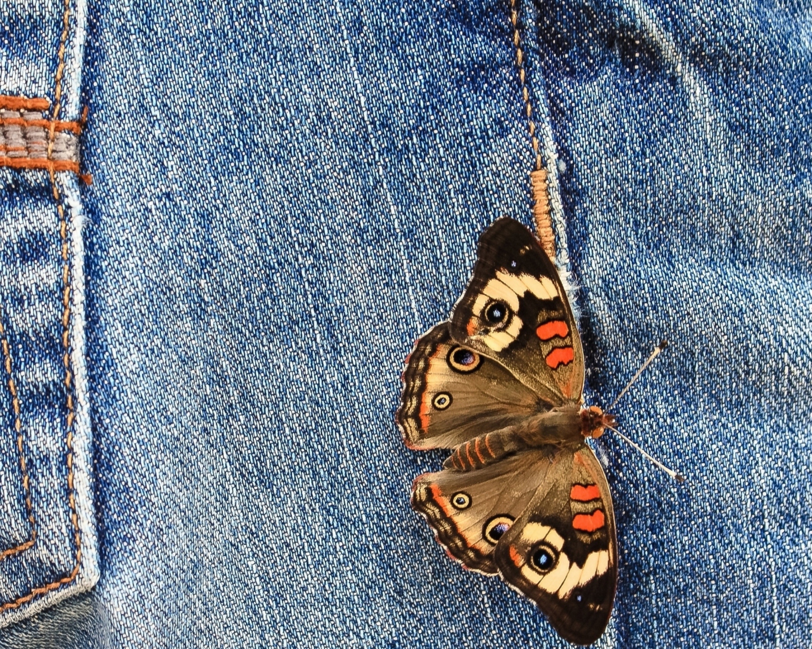 Fondo de pantalla Butterfly Likes Jeans 1600x1280