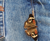 Butterfly Likes Jeans wallpaper 176x144