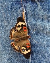 Butterfly Likes Jeans wallpaper 176x220
