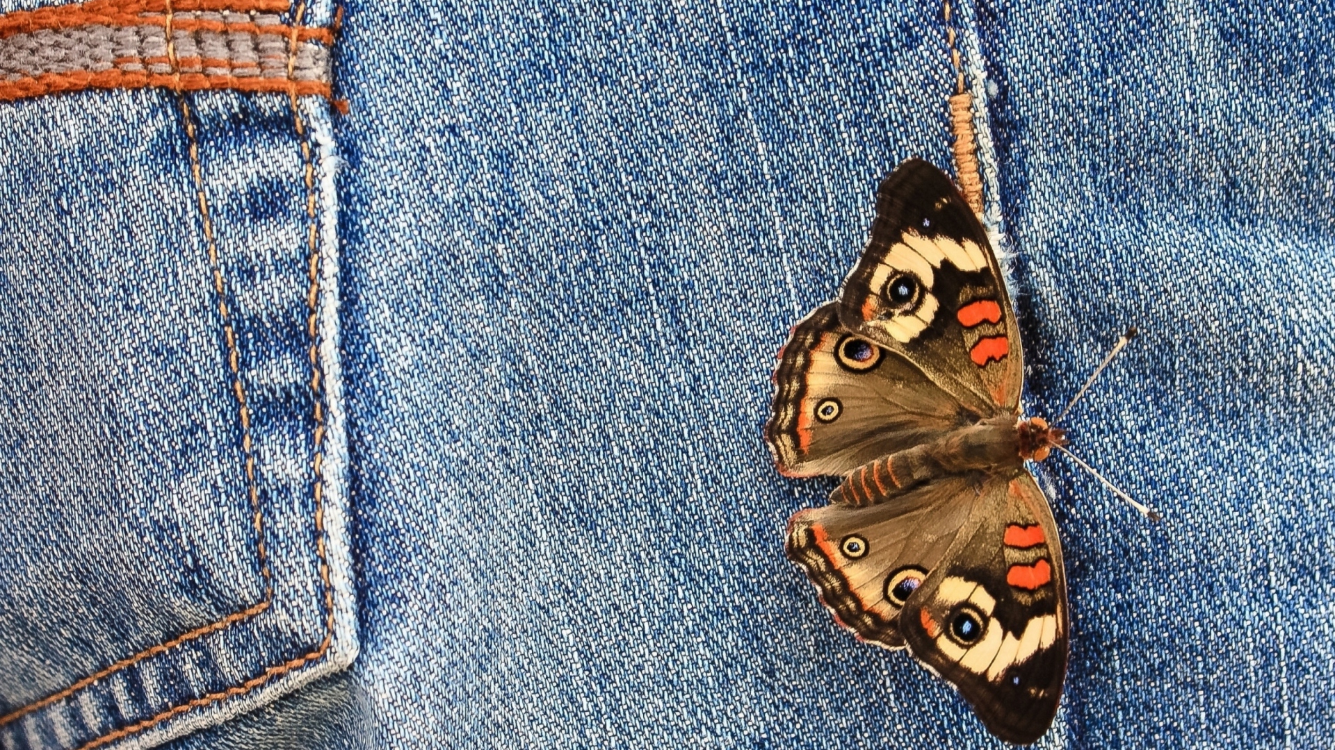 Butterfly Likes Jeans wallpaper 1920x1080