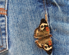 Butterfly Likes Jeans screenshot #1 220x176