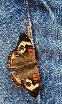 Fondo de pantalla Butterfly Likes Jeans 240x400