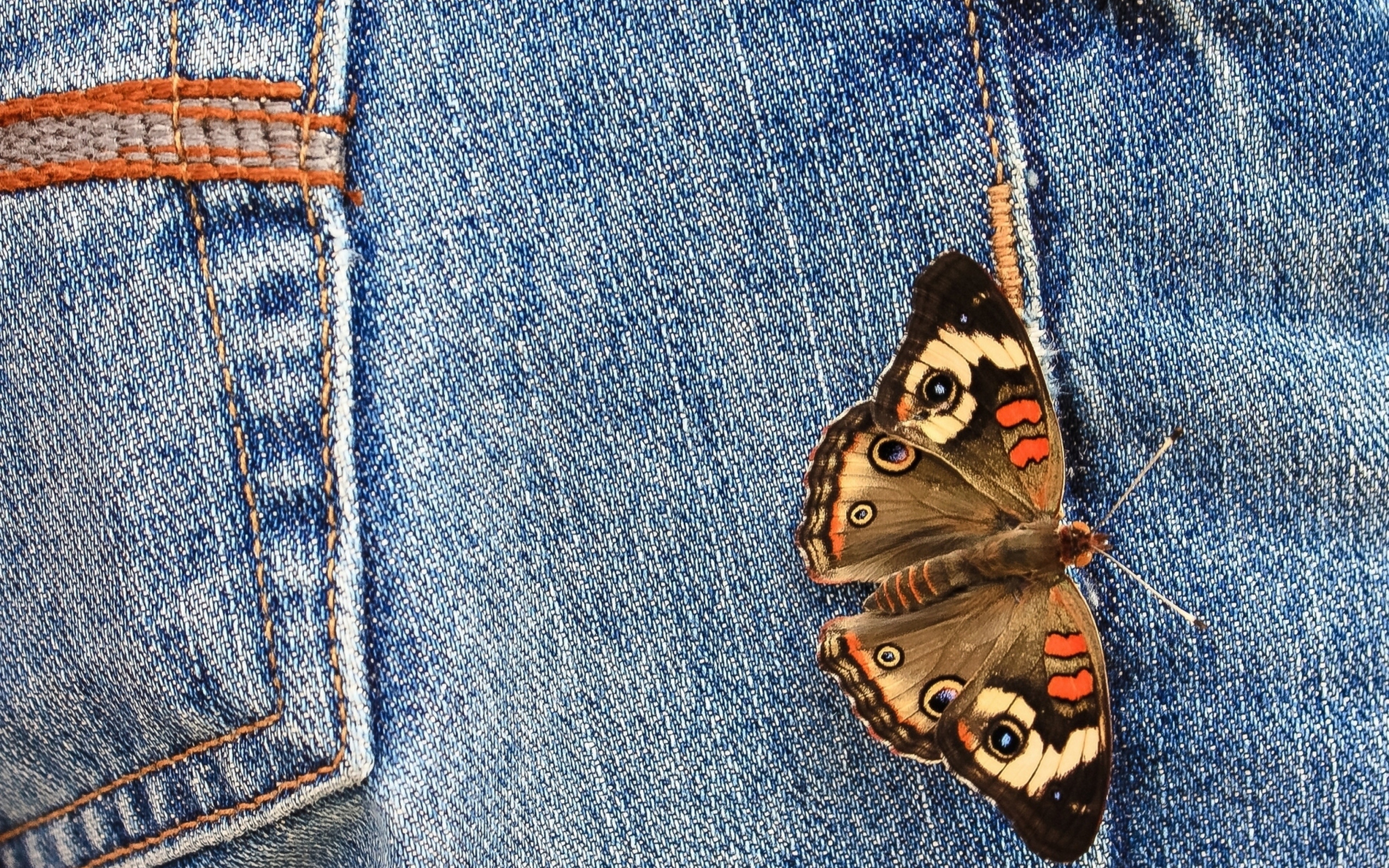 Butterfly Likes Jeans wallpaper 2560x1600