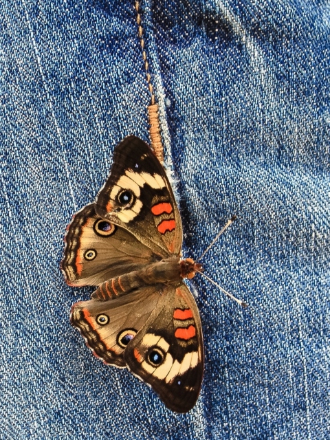 Обои Butterfly Likes Jeans 480x640