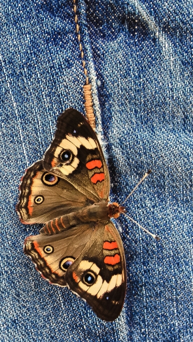 Fondo de pantalla Butterfly Likes Jeans 640x1136