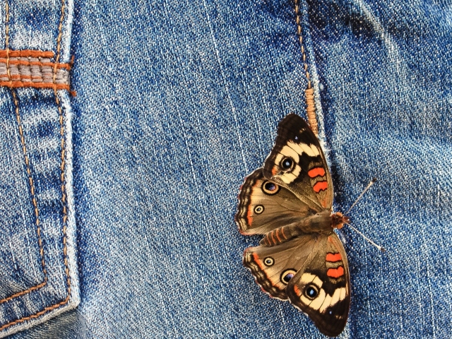 Обои Butterfly Likes Jeans 640x480