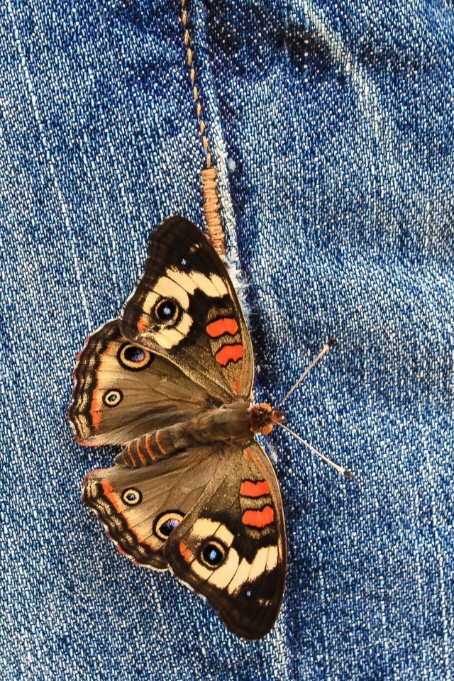 Sfondi Butterfly Likes Jeans 640x960