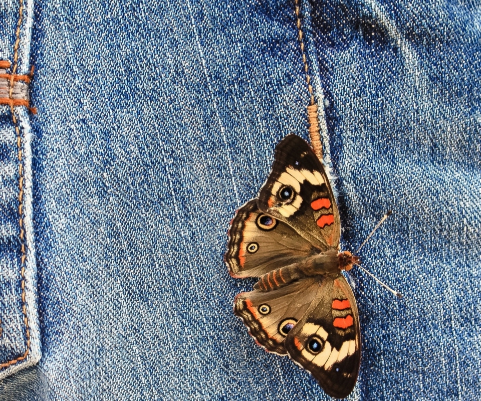 Das Butterfly Likes Jeans Wallpaper 960x800