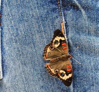 Butterfly Likes Jeans - Obrázkek zdarma pro 128x128