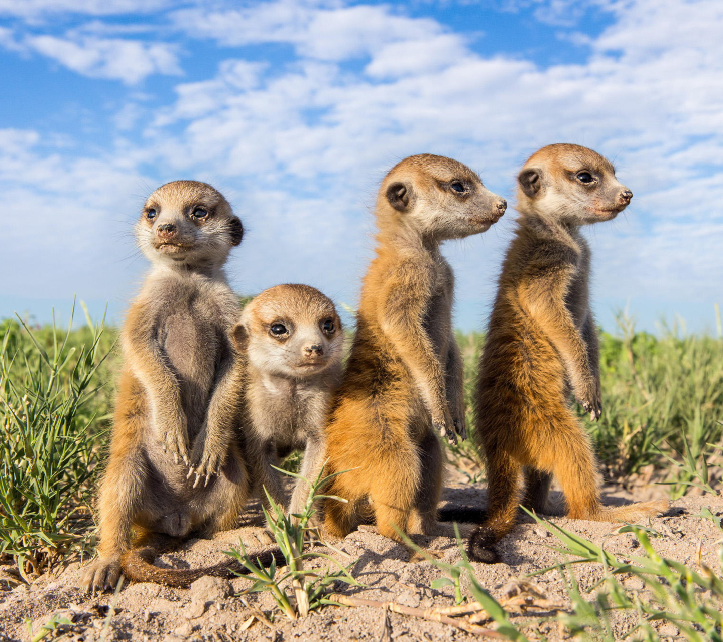 Sfondi Suricates 1440x1280