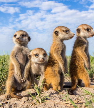 Suricates sfondi gratuiti per 768x1280