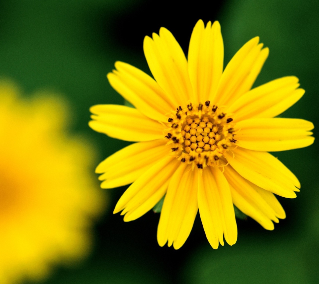 Sfondi Beautiful Yellow Flower 1080x960