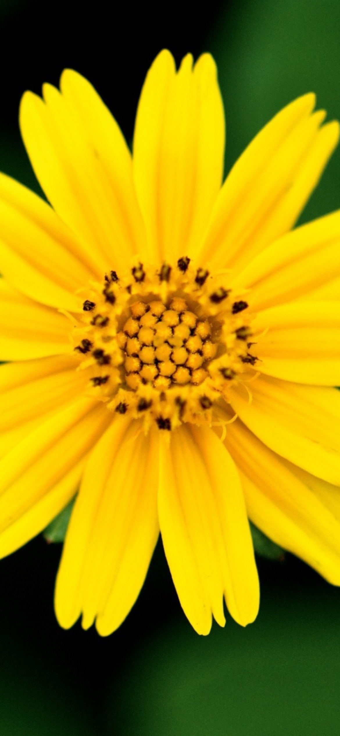 Sfondi Beautiful Yellow Flower 1170x2532