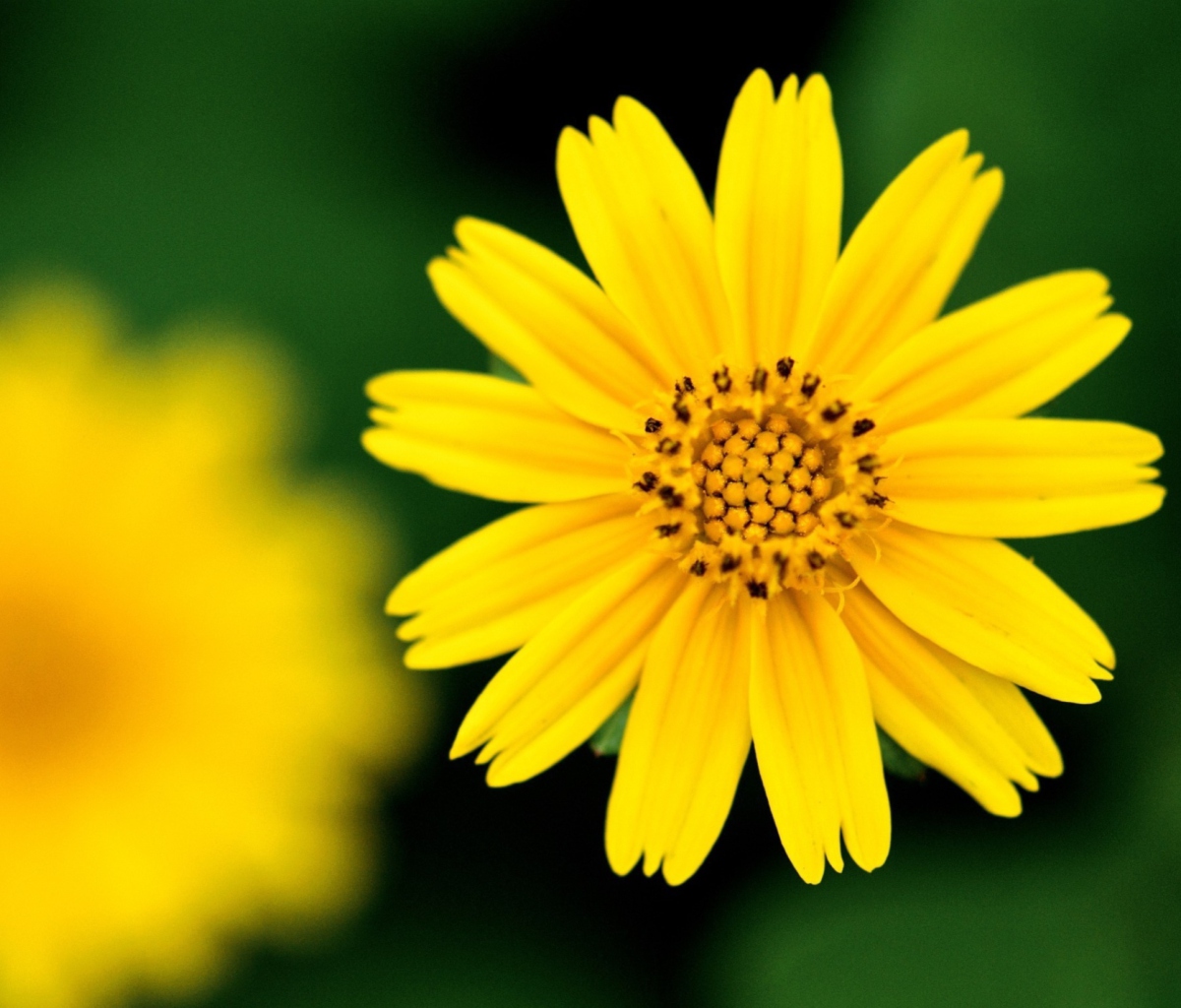 Sfondi Beautiful Yellow Flower 1200x1024