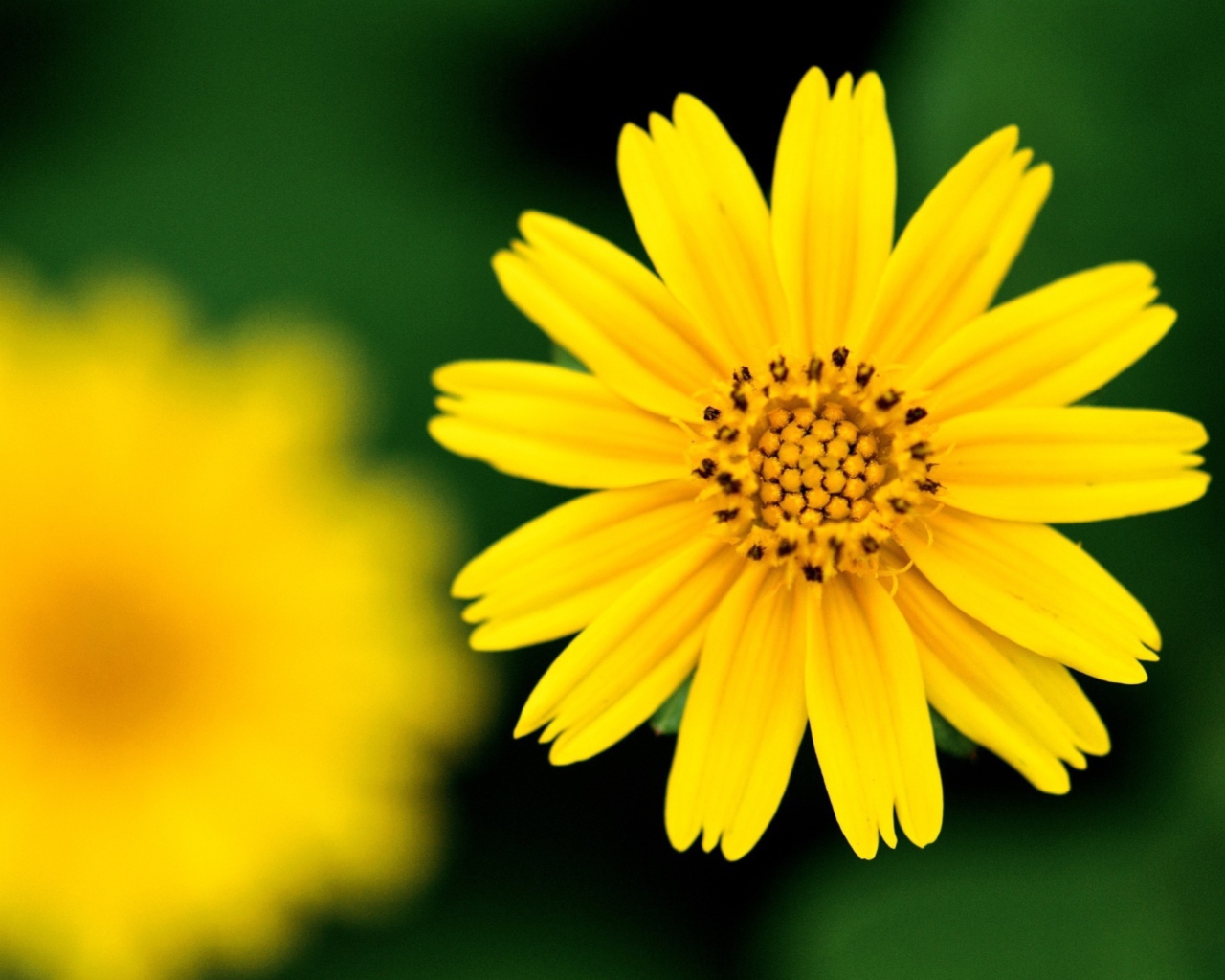 Sfondi Beautiful Yellow Flower 1280x1024