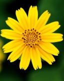 Beautiful Yellow Flower screenshot #1 128x160