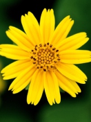 Sfondi Beautiful Yellow Flower 132x176