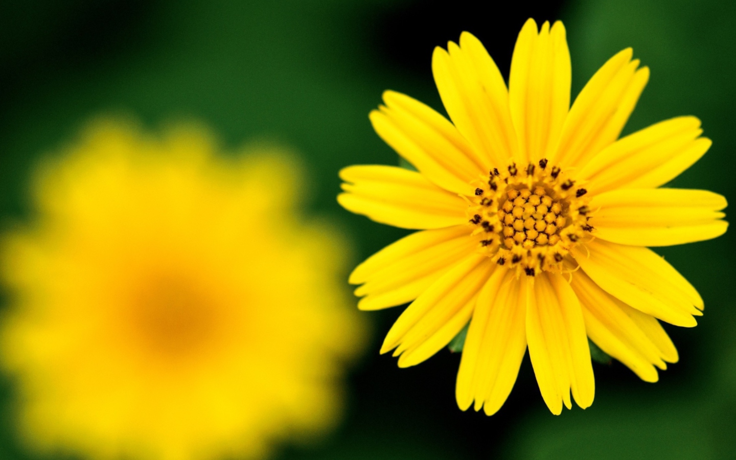 Обои Beautiful Yellow Flower 1440x900
